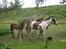 Irish Cob Crossbreed Lukas 