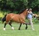 Welsh Cob (sec D) Valhallas Zambuca
