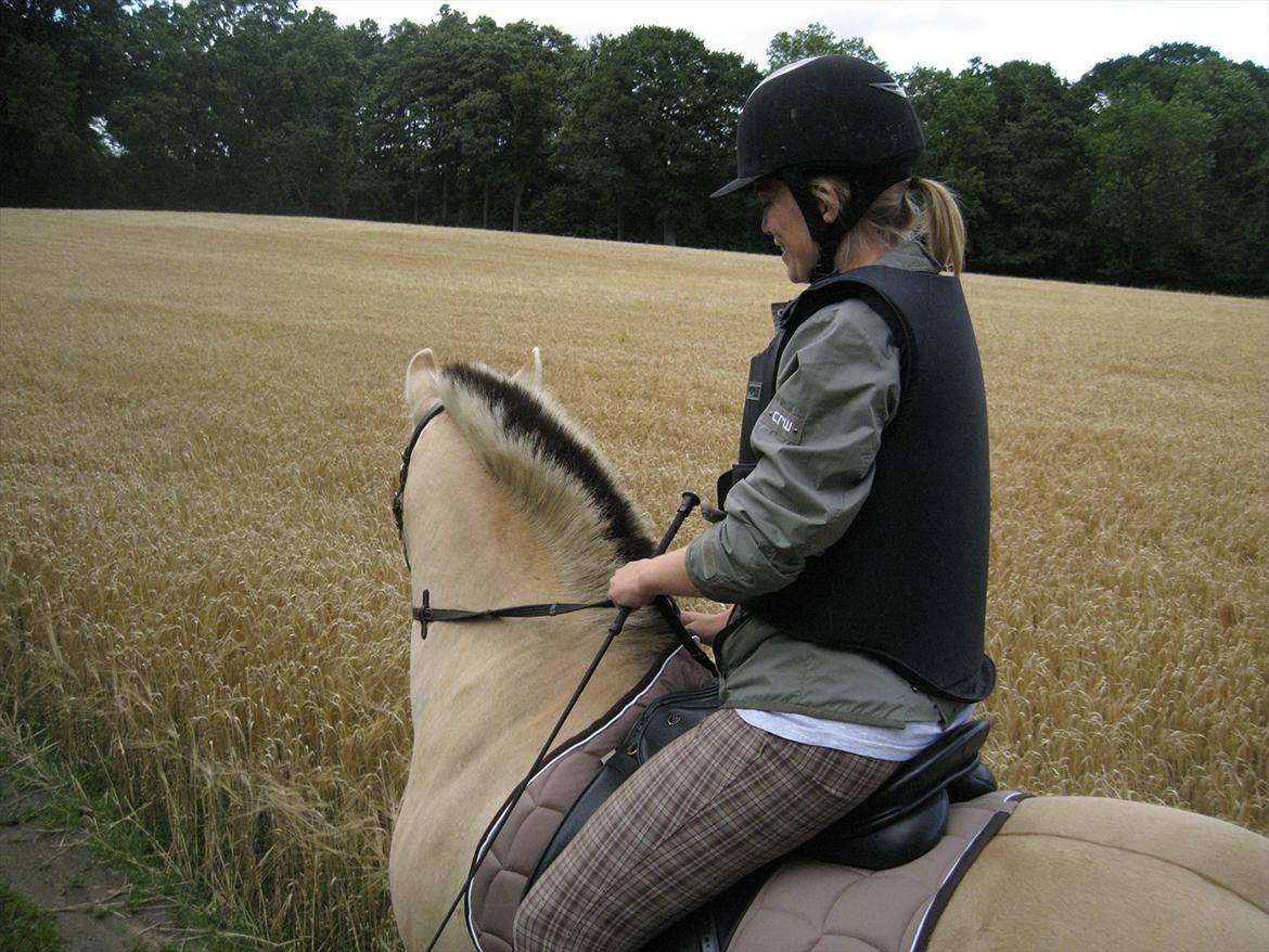 Fjordhest Felix - Med ny sadel og nyt underlag :D billede 16