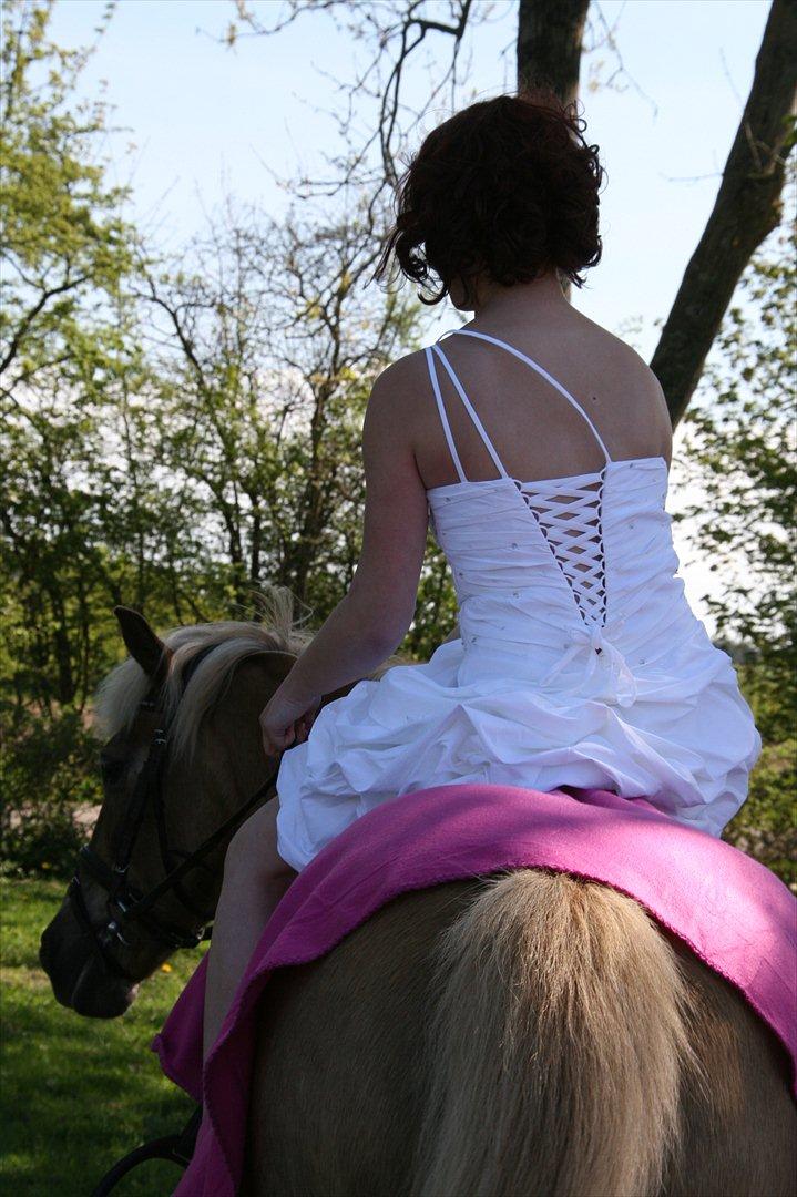 Tyroler Haflinger Anita <3 - du skal elske din næste som dig selv. elsker dig højere end det billede 20