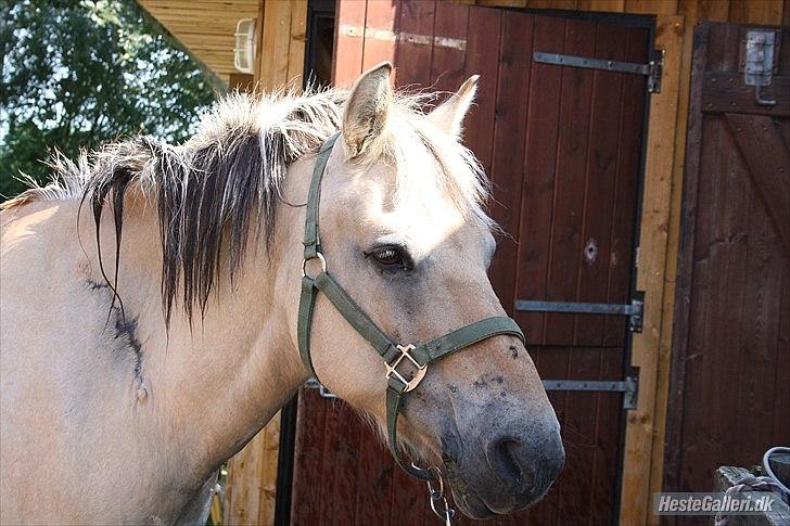Fjordhest Raca | tidl. part | •R.I.P.• altid elsket - Raca får en tur under vandslangen på en varm sommerdag :-).
//Foto: Frederikke billede 7