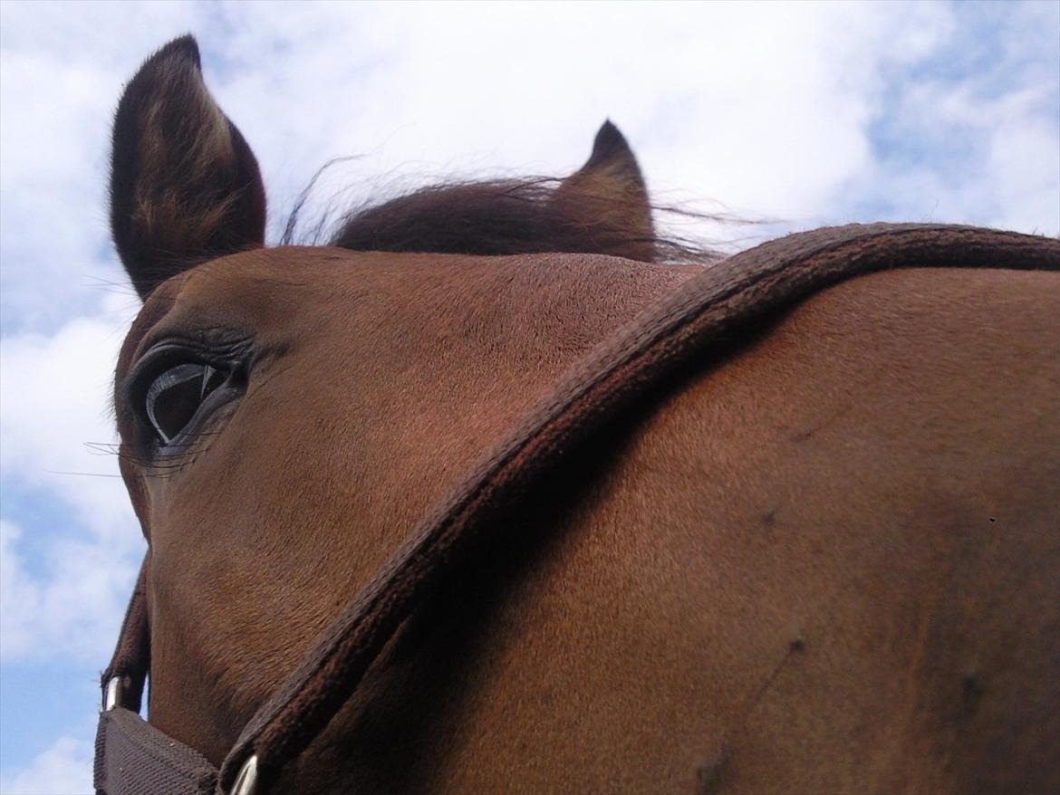 Dansk Varmblod DM's Cancan billede 7