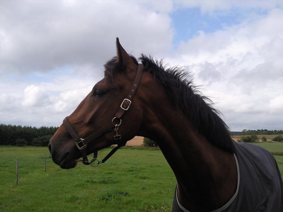 Dansk Varmblod DM's Cancan billede 8