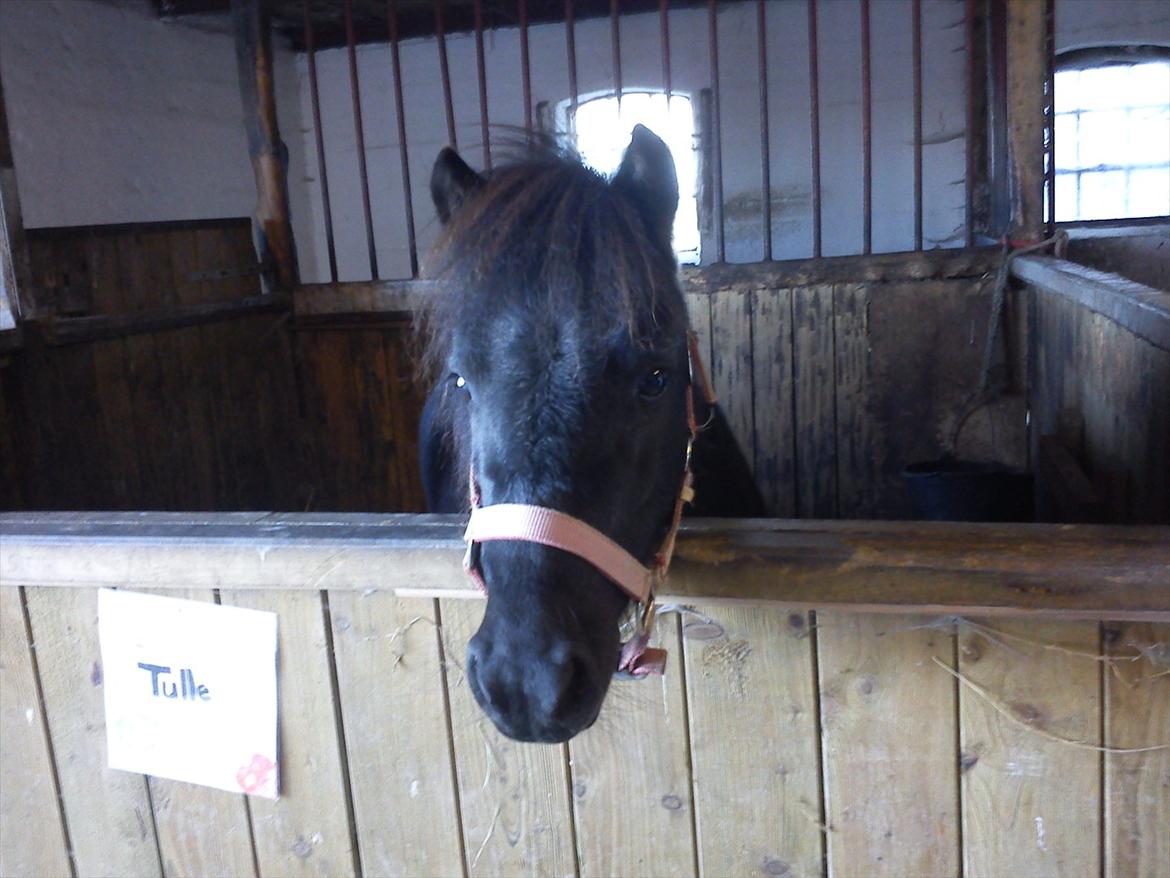 Shetlænder Tulle billede 9