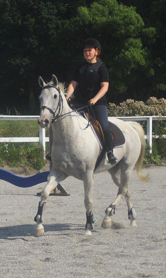 Anden særlig race JUNIQUE - 4) Vil du tage springning fra en hest, der ser sådan her ud hen mod HVERT spring, bare fordi den mangler et øje..? Jeg vil ikke! Foto: Maria Schjerning <3 billede 4