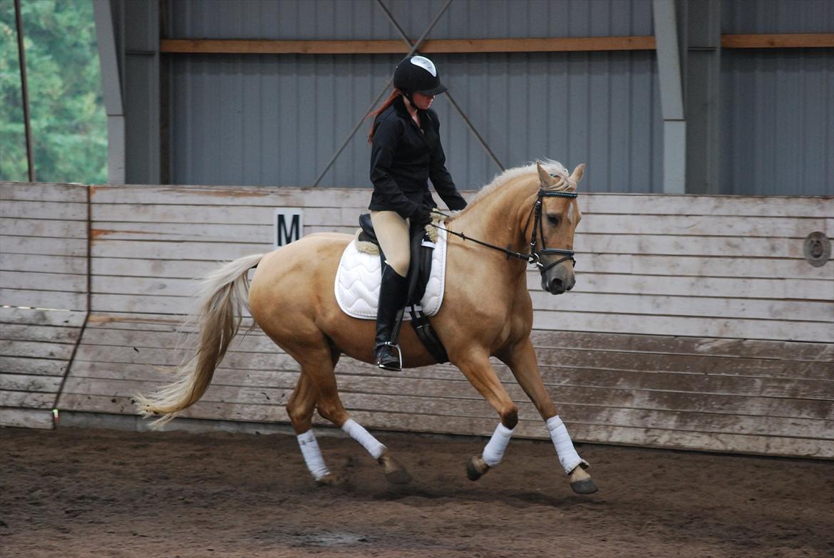 Palomino Cassio billede 9