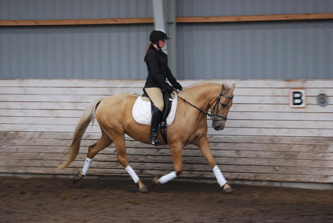 Palomino Cassio billede 13