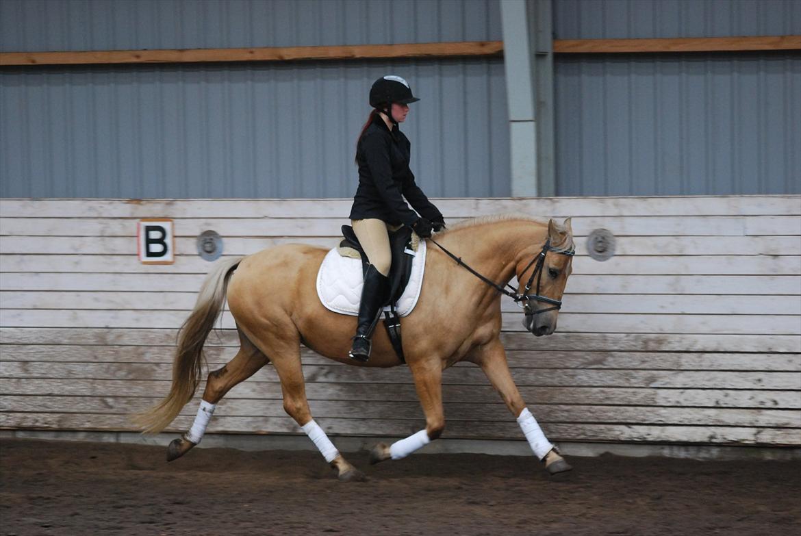 Palomino Cassio billede 15