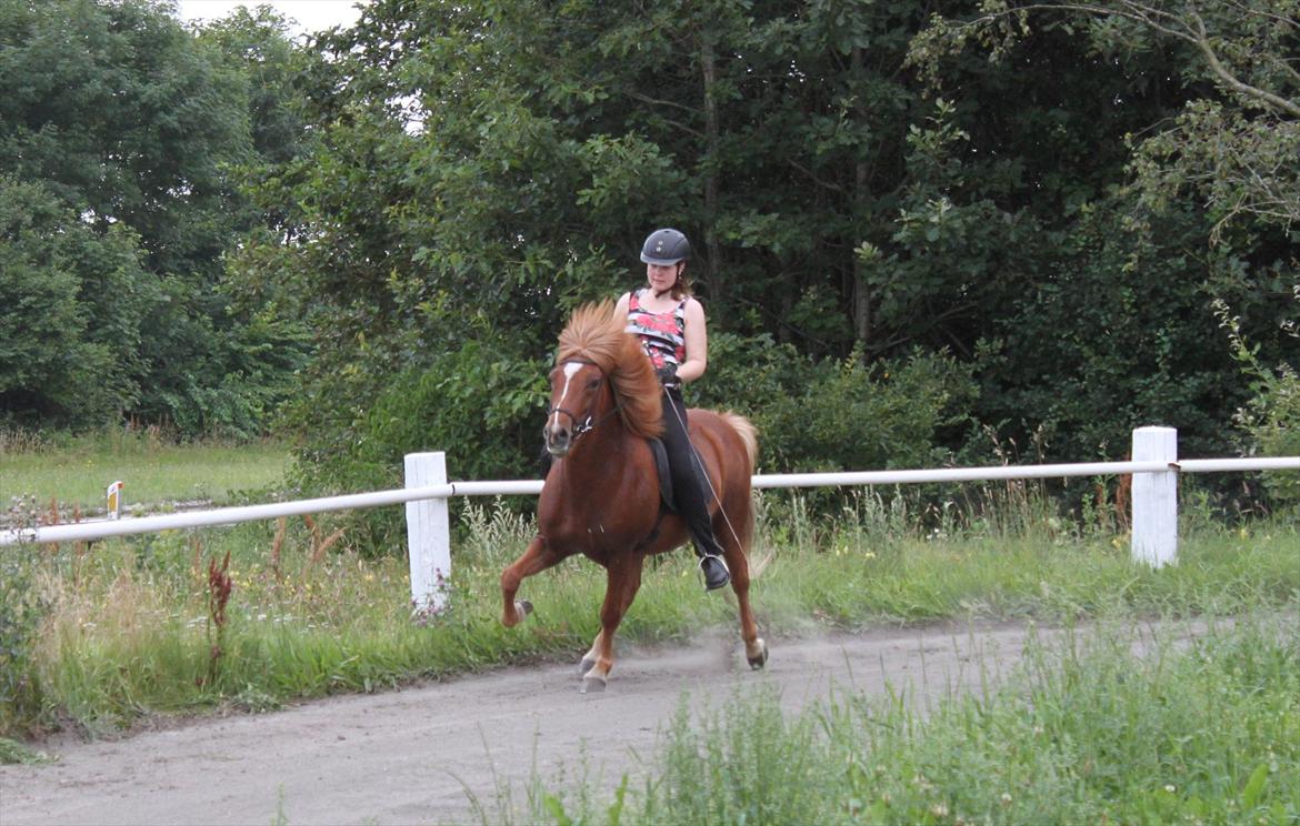 Islænder Hrina fra sortenborg - tølttræning sommer 2011 billede 15