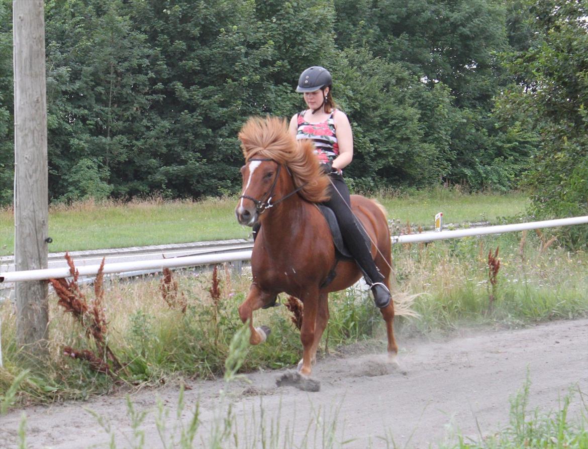 Islænder Hrina fra sortenborg - mere tølt sommer 2011 billede 16