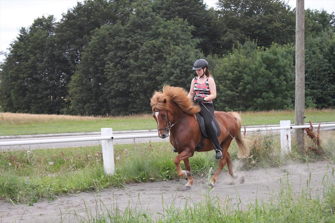 Islænder Hrina fra sortenborg - og mere tølt.. billede 17