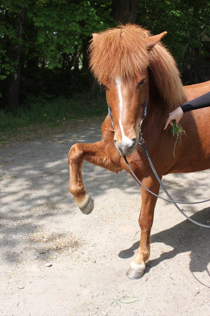 Islænder Hrina fra sortenborg - og.. jeg kan løfte benet(hvis jeg da får mad for det) billede 19