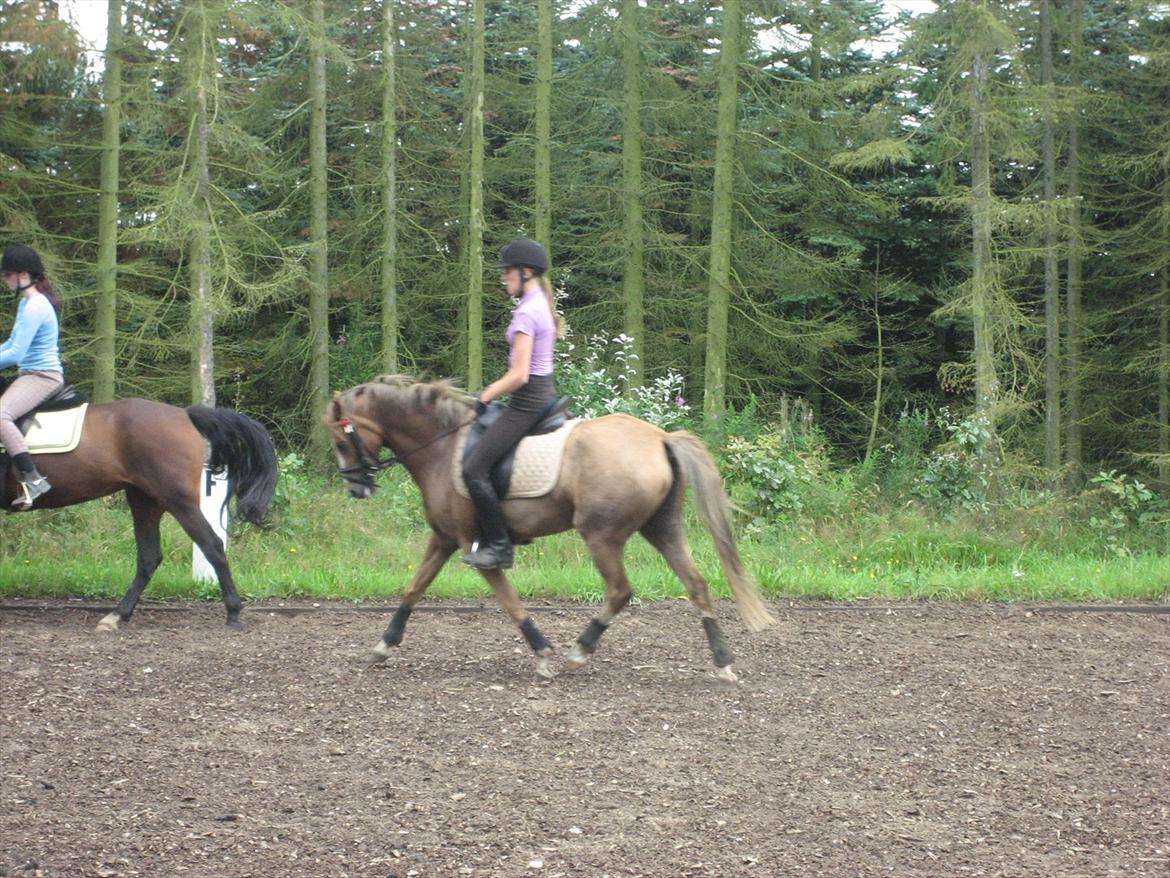 DSP Nørlunds Maggie Mae - #6 Dressur tæning d. 5 august, Redet i en måned billede 6