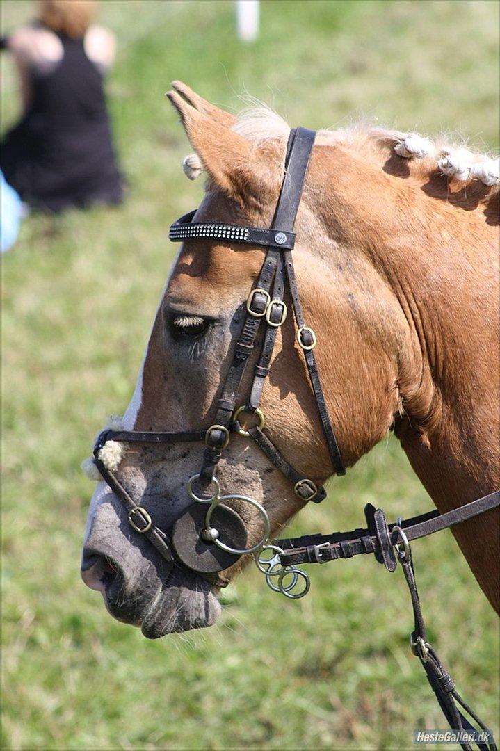 Haflinger Melina/ BELLA <3 billede 1