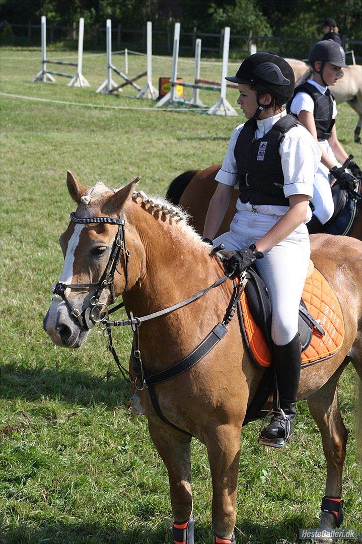 Haflinger Melina/ BELLA <3 billede 6