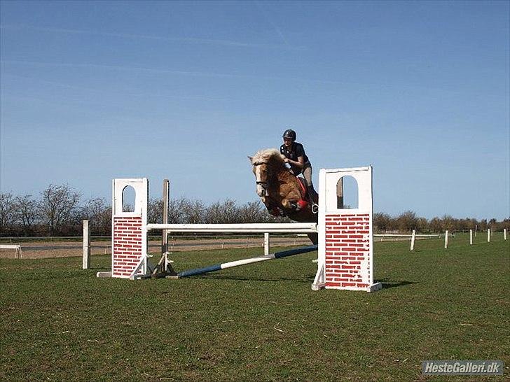 Haflinger Melina/ BELLA <3 billede 20