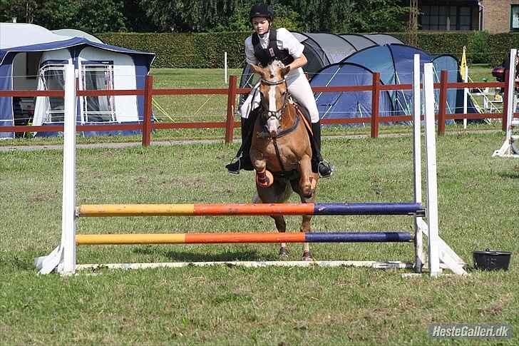 Haflinger Melina/ BELLA <3 billede 9