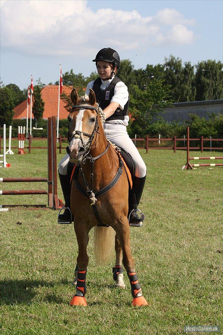 Haflinger Melina/ BELLA <3 billede 13