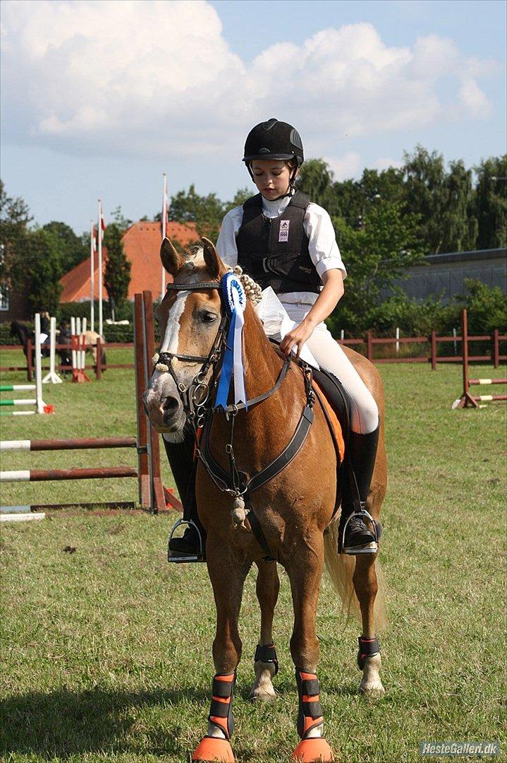 Haflinger Melina/ BELLA <3 billede 3