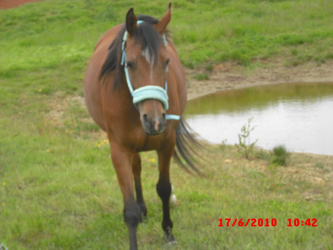 Arabisk fuldblod (OX) Lady Santana - Smukke Santana i tredje haven  billede 6