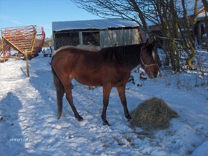 Arabisk fuldblod (OX) Lady Santana - Santana en vinter morgen med dejligt morgen hø (:
 billede 7