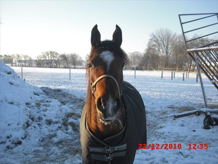 Arabisk fuldblod (OX) Lady Santana - uhh uhh det er koldt. billede 4