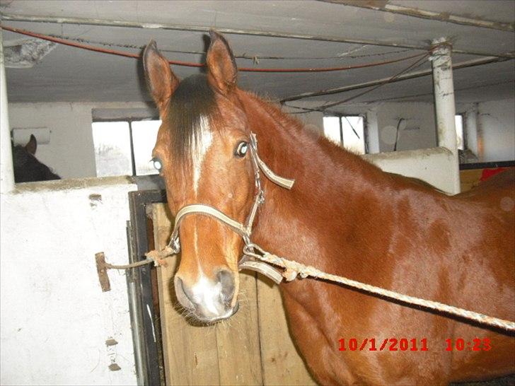 Arabisk fuldblod (OX) Lady Santana - hvorfor skal jeg stå her. billede 8