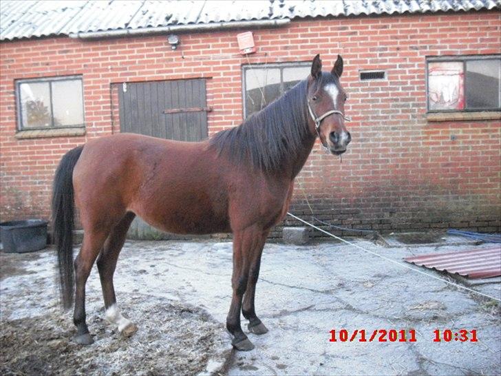 Arabisk fuldblod (OX) Lady Santana - Er blivet børster pæn, til at blive taget billed af. billede 9