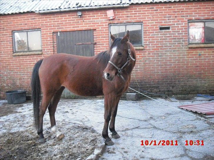 Arabisk fuldblod (OX) Lady Santana - stadig fotogen. billede 11