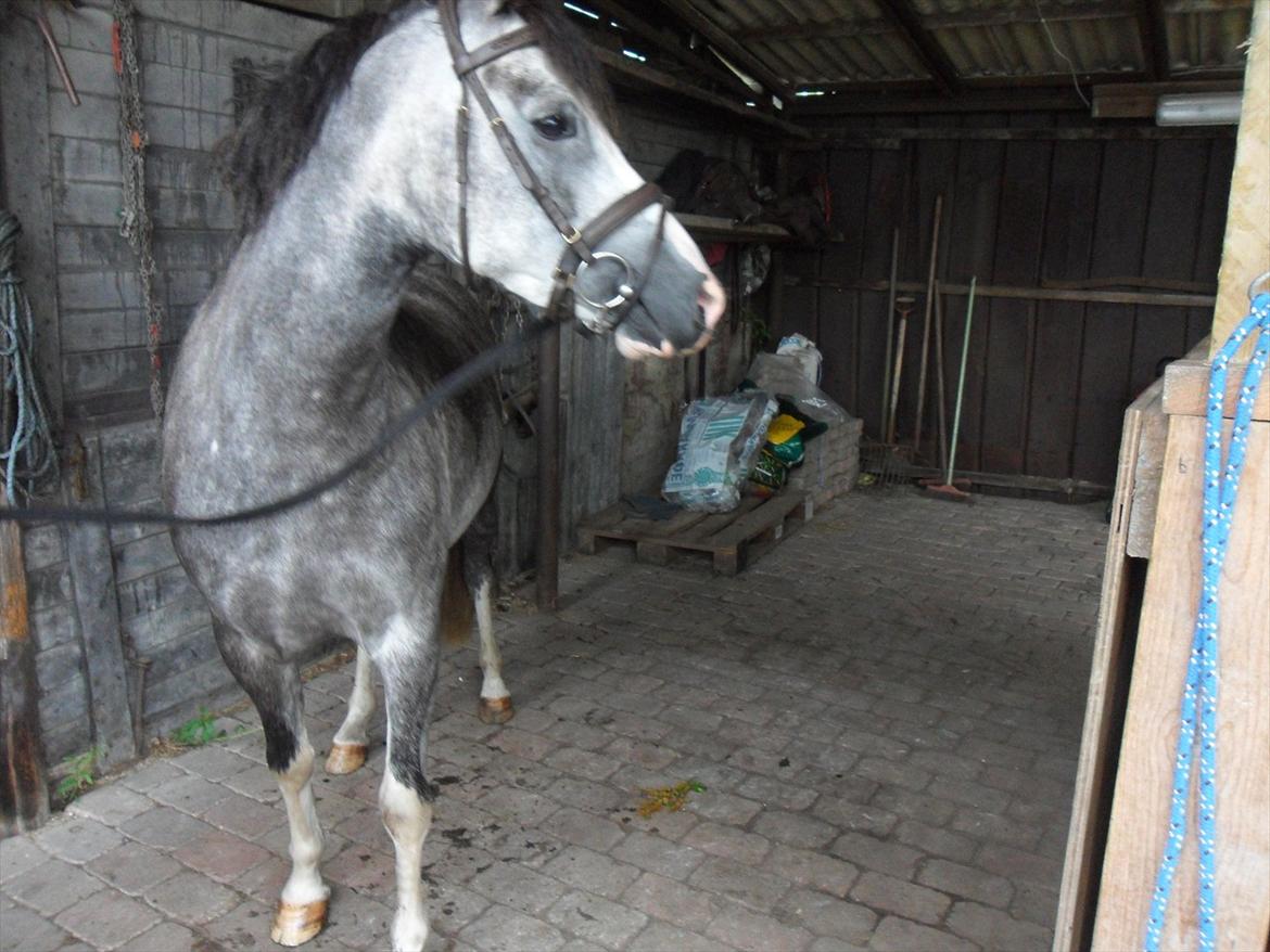 Welsh Mountain (sec A) Lundehuset's Helios (Bele) - Bele på striglepladsen. Han blev lidt forskrækket fordi der kravlede en kat i hø'et :-) billede 2