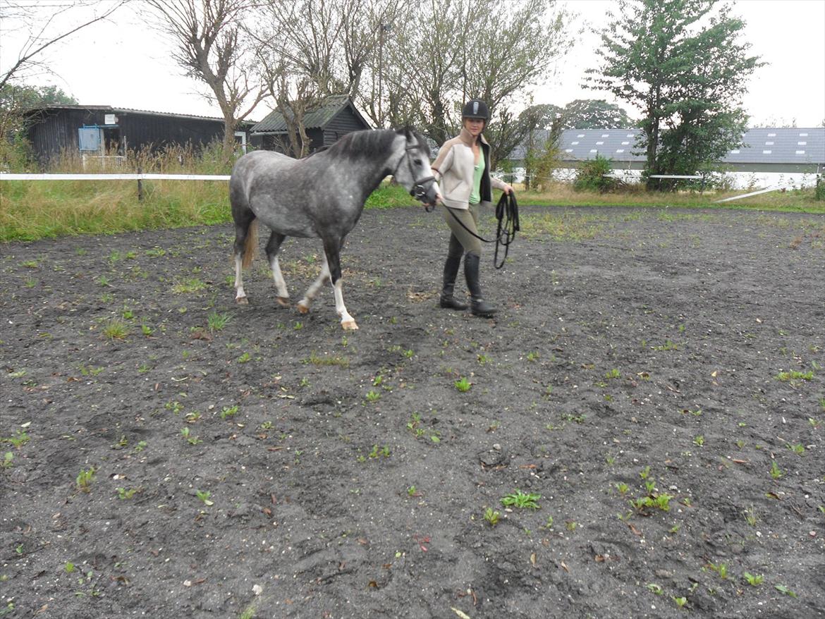 Welsh Mountain (sec A) Lundehuset's Helios (Bele) - Der er dsv ingen billeder hvor jeg går med Bele :-( Men her træner min søster lidt horsemanship :-) Og fordi hun skulle  vise mig hvordan man gør :-) billede 3