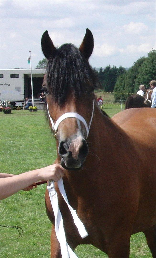 Welsh Cob (sec D) Valhallas Zambuca billede 17