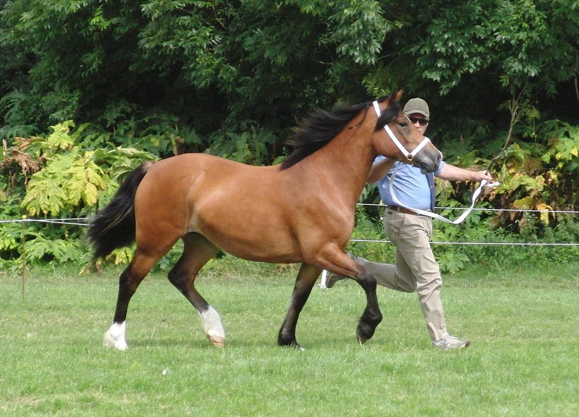 Welsh Cob (sec D) Valhallas Zambuca - Ungdyr champion  billede 1