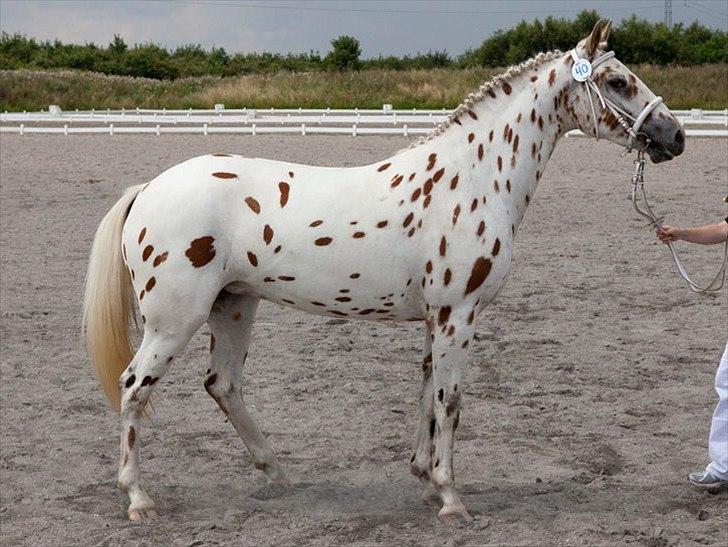 Knabstrupper Friis' Rex-Ona KNN 2521 - Rex-Ona til kåring, fik 7 i helhed.
Foto: Knud Bonke billede 2