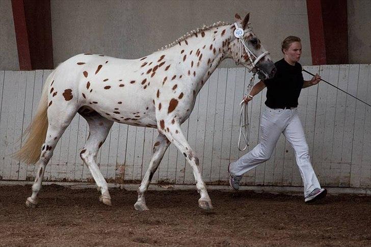 Knabstrupper Friis' Rex-Ona KNN 2521 - Foto: Knud Bonke billede 12