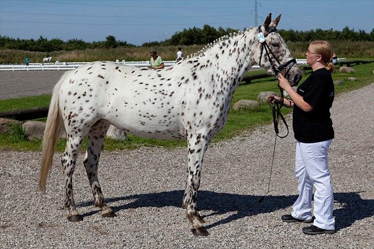 Knabstrupper Friis' Claudia KNN 2513 - Claudia kåret med 7 i helhed, og fik fløjplads.
Foto: Knud Bonke billede 1