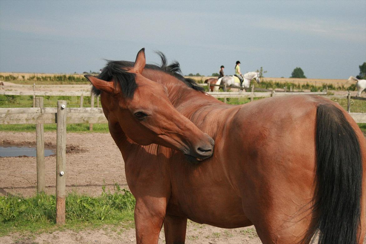 Anden særlig race Sunnie<3 † 30 nov. 2010 - - #13> Tykkeeeee <3<3 billede 13