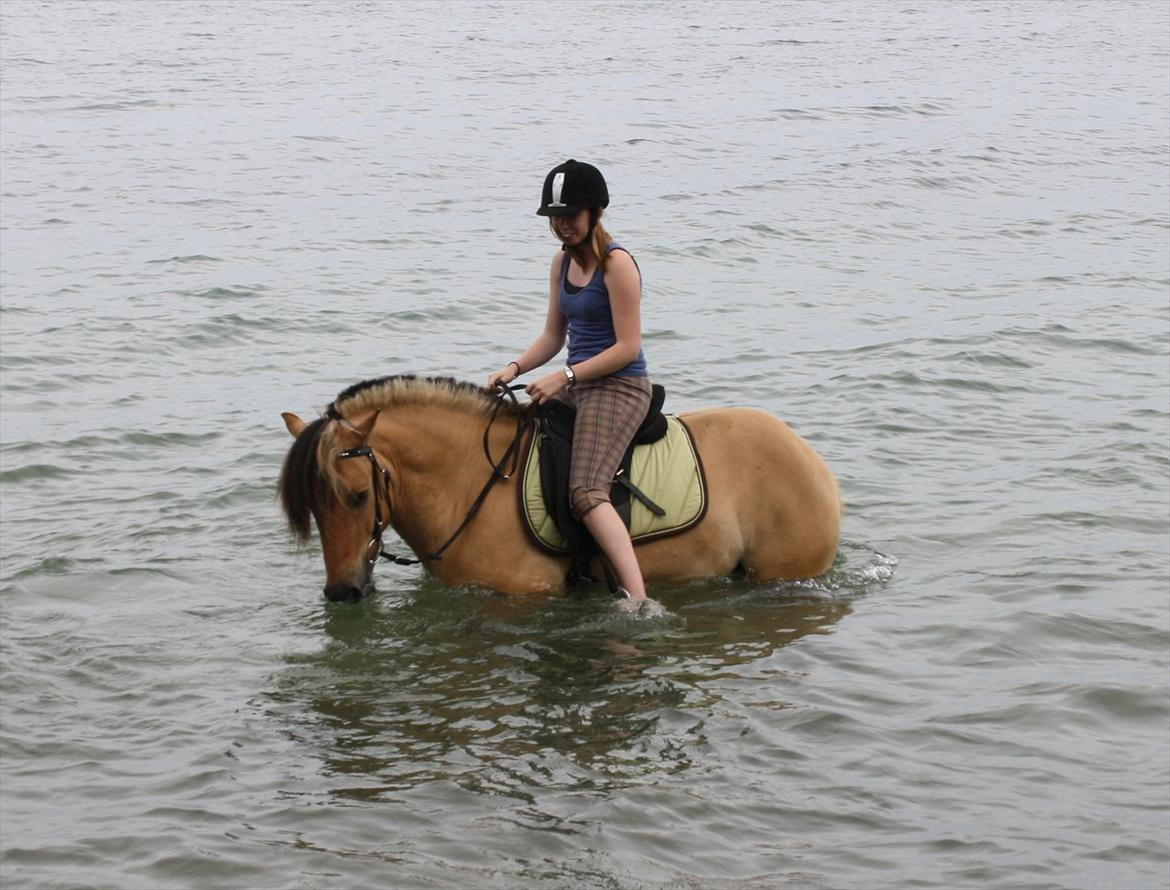 Anden særlig race Lukas - Stranden 2011 billede 5