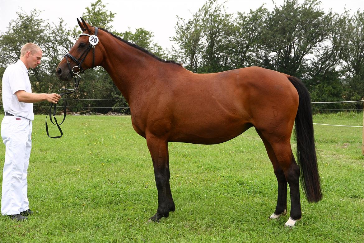 Oldenborg Bøgen's Tina billede 17