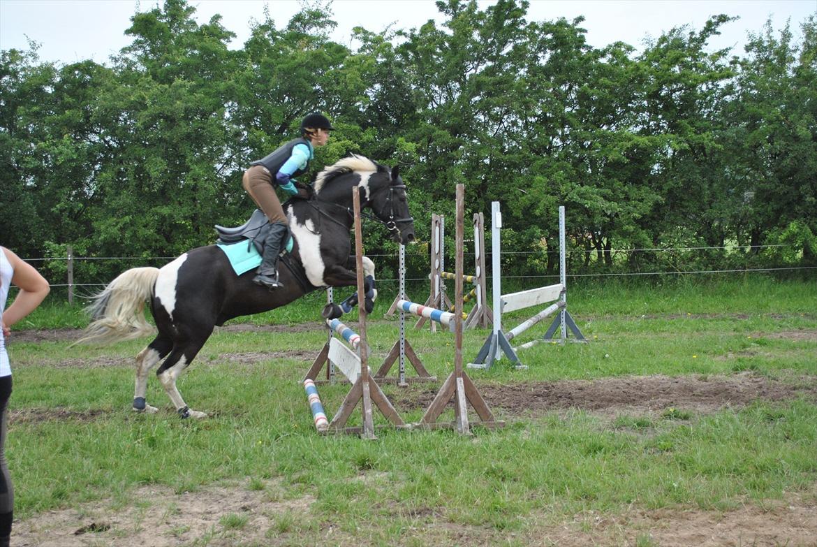 Anden særlig race Boulevardens Sofus (Cowie) - Gymnastikspringning Grauff'11. Ikke ret godt, for han lukker ikke op der, det gør han mere nu. d-: billede 12