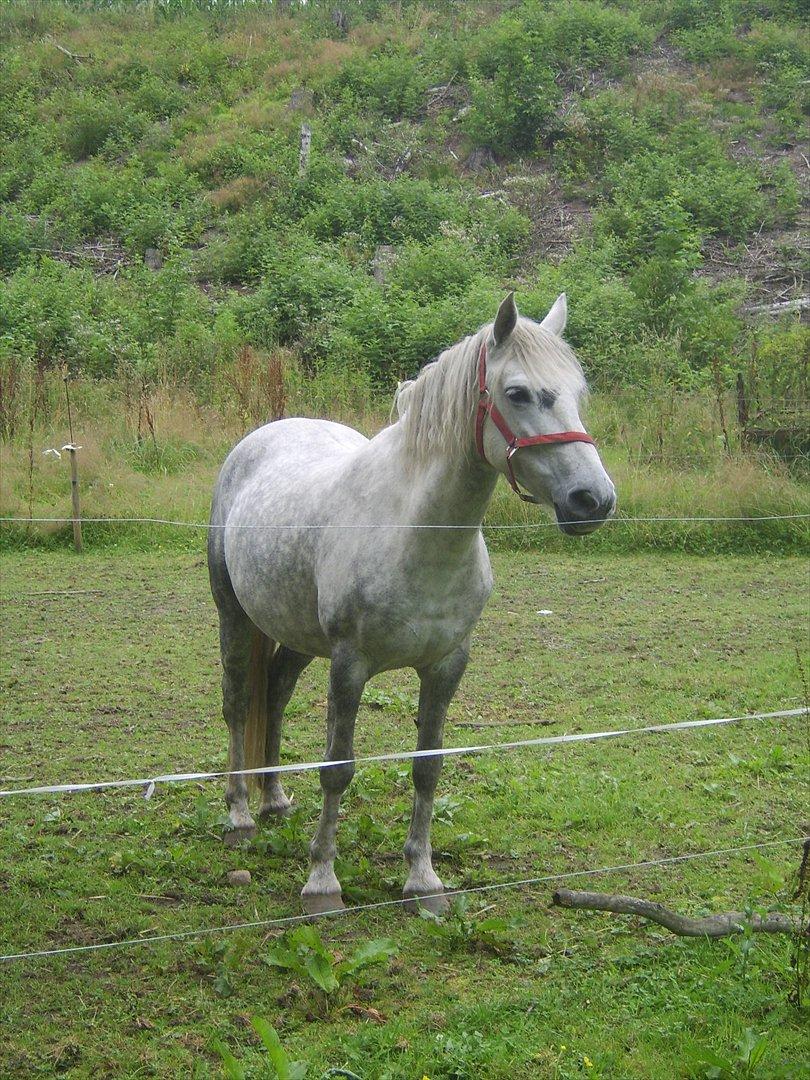 Anden særlig race Sussi billede 20