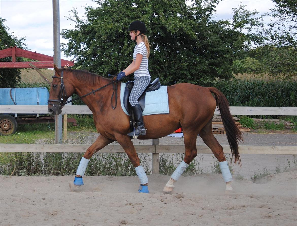 Anden særlig race Fabian  - Træning d. 6 August 2011. Jeg ved godt jeg skal længere tilbage. Men jeg skal lige lære ham at kende rigtigt :) -  foto: Amanda :) billede 2