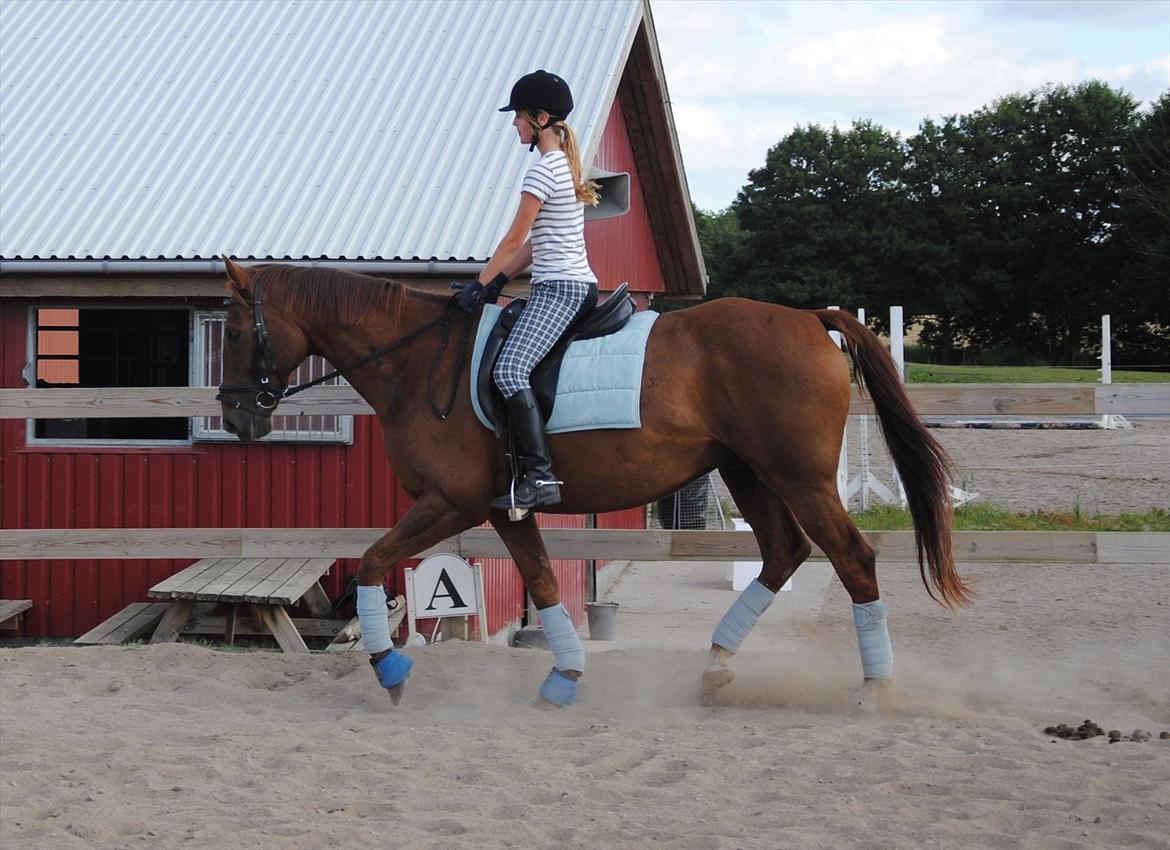 Anden særlig race Fabian  - Træning d. 6 August 2011. Jeg ved godt jeg skal længere tilbage. Men jeg skal lige lære ham at kende rigtigt :) -  foto: Amanda :) billede 3