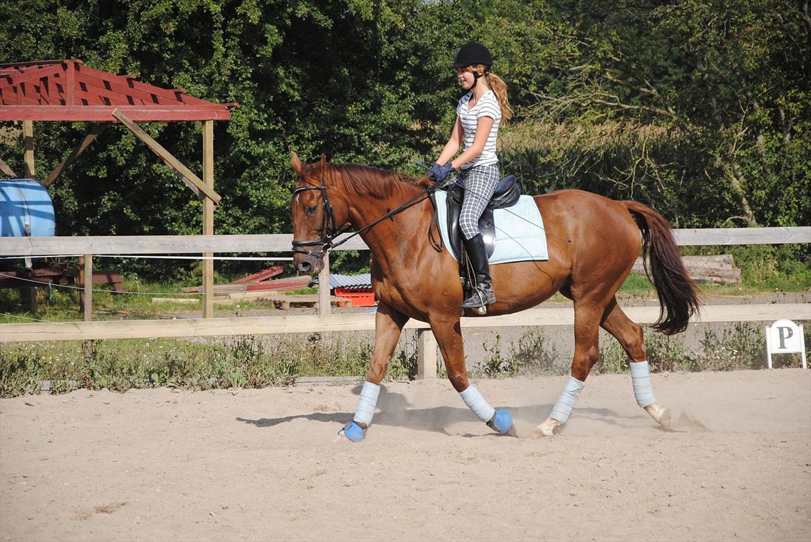 Anden særlig race Fabian  - Træning d. 6 August 2011. Jeg ved godt jeg skal længere tilbage. Men jeg skal lige lære ham at kende rigtigt :) -  foto: Amanda :) billede 4