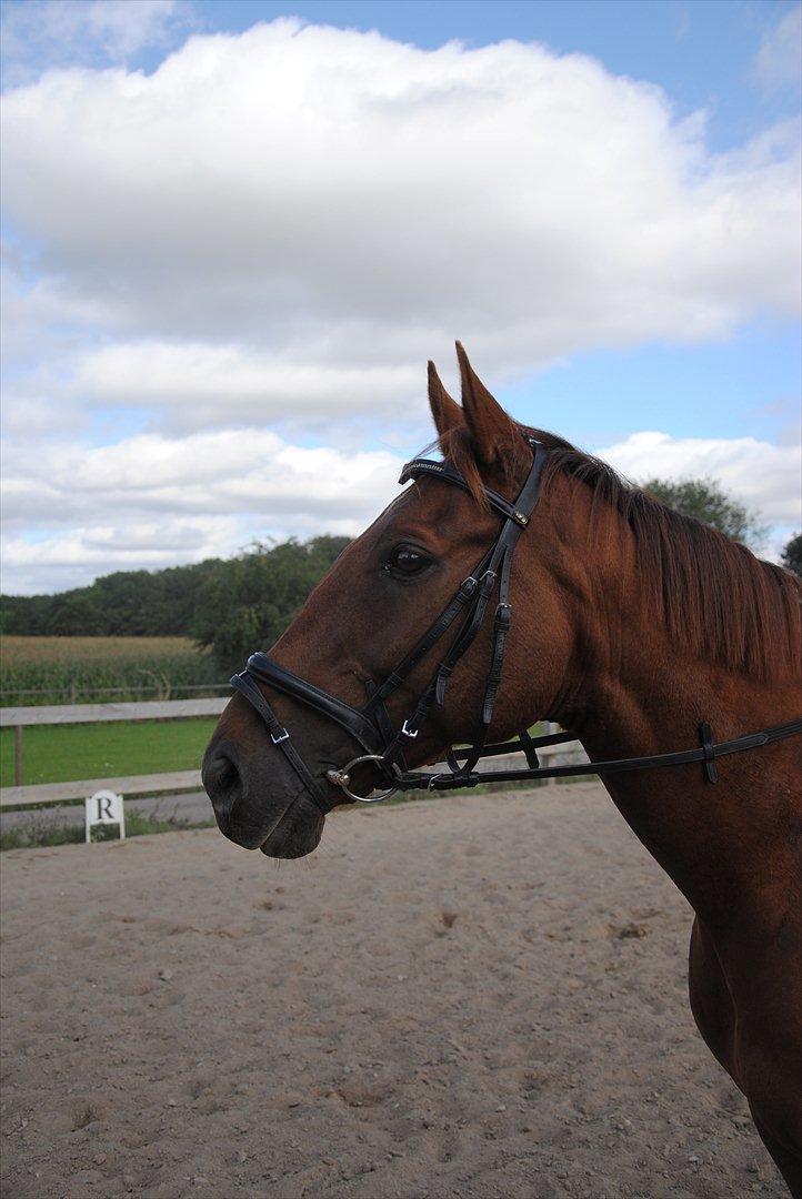 Anden særlig race Fabian  - Træning d. 6 August 2011. - foto: Amanda :) billede 6