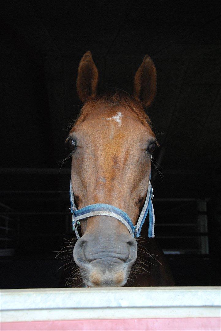 Anden særlig race Fabian  - Nurh :) - foto: mig selv billede 7