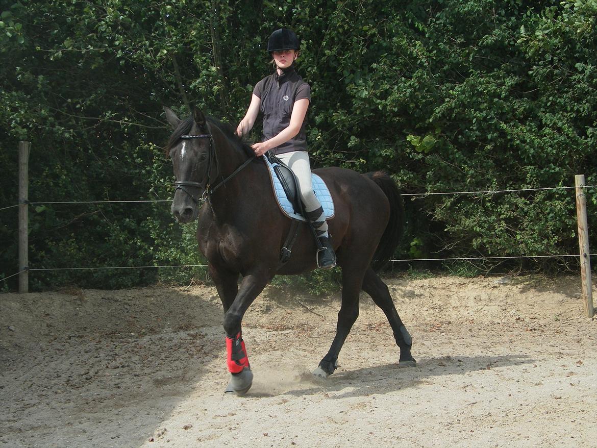 Dansk Varmblod | Definitely Dark. - Cecilia prøver LSD :) Foto: Katrine billede 18