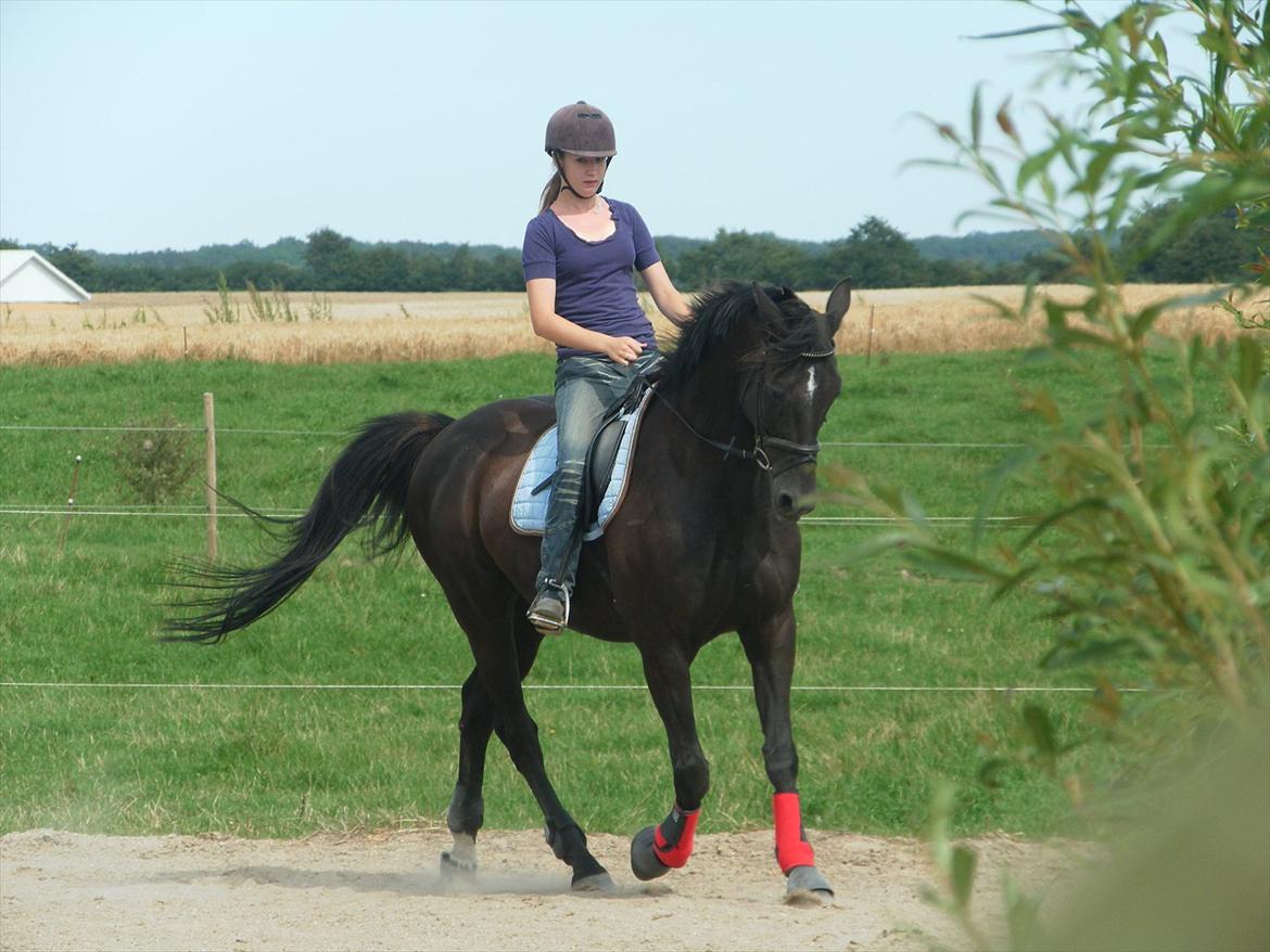 Dansk Varmblod | Definitely Dark. - Michelle rider bassen:p Foto: Katrine billede 15