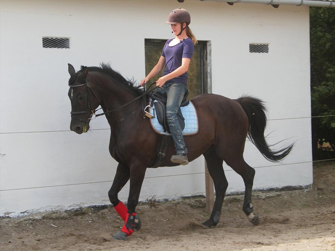 Dansk Varmblod | Definitely Dark. - Foto: Katrine billede 7