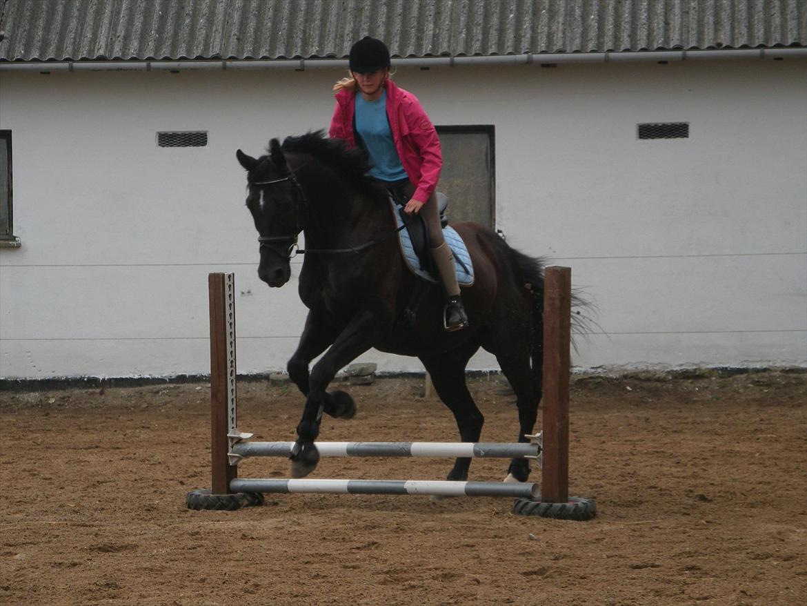 Dansk Varmblod | Definitely Dark. - Lidt kravlegårdsspring :) Foto: Michelle Jensen billede 5